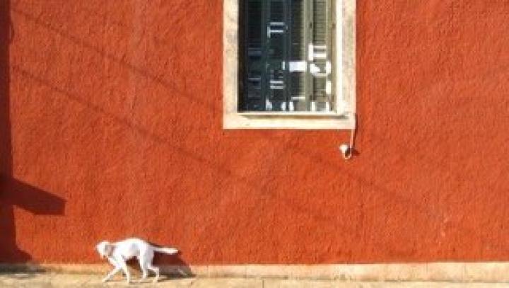 Notes And Sketches I - Dog Watch, Zika Estate, Aegina, 4.9.2015
