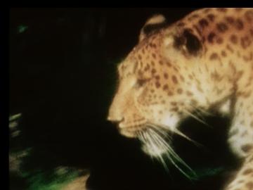 Leopard (Helga Fanderl, 2012)
