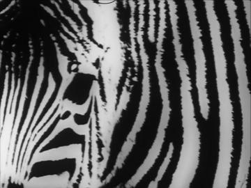 Zebra (Louis Hock, 1973)